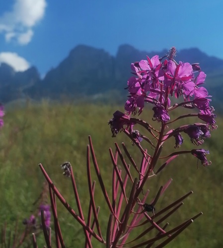 Coltiva-la-tua-libert C A-creatricedileggerezza-fabiana coltiva-la-tua-libert c a-creatricedileggerezza-fabiana