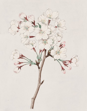 fabiana creatrice di leggerezza fiori di bach