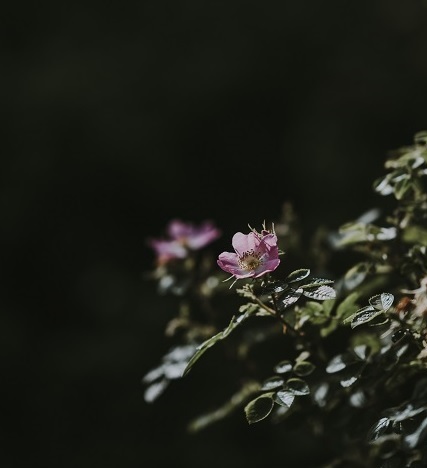 Fiori Di Bach Fabiana Creatrice Di Leggerezza fiori di bach fabiana creatrice di leggerezza