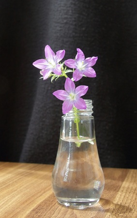 Fiori-di-bach-per-mettere-confini-e-dire-no-fabiana-pozzi fiori-di-bach-per-mettere-confini-e-dire-no-fabiana-pozzi