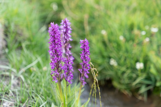 fiori-strumenti-di-guarigione-fabiana-pozzi