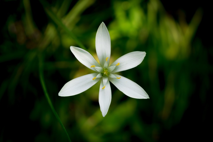 Star-of-bethlehem-fiori-di-bach-fabiana-creatricedileggerezza star-of-bethlehem-fiori-di-bach-fabiana-creatricedileggerezza