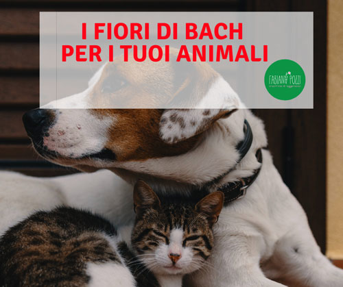Come scegliere i Fiori di Bach per i nostri amici animali come scegliere i fiori di bach per i nostri amici animali