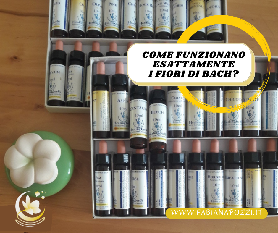 Comprendere il processo di funzionamento dei Fiori di Bach ci aiuta a renderli ancora più efficaci esattamente come funzionano i fiori di bach
