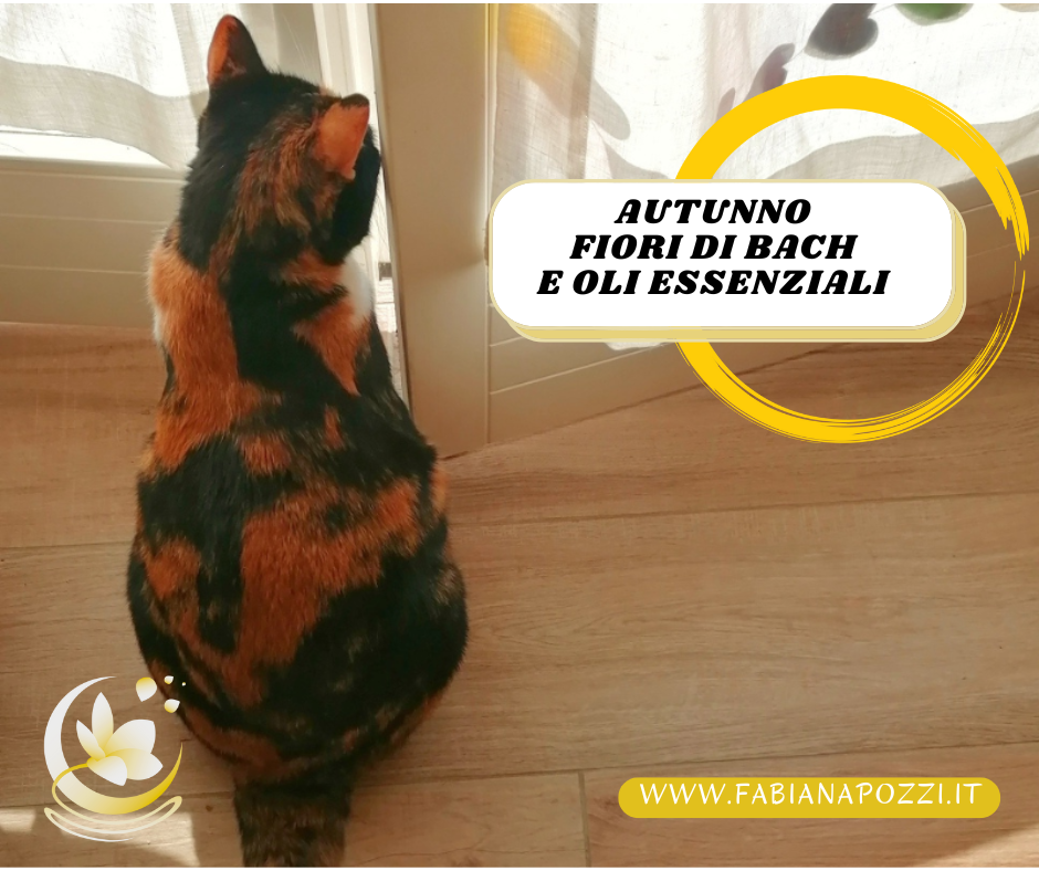Scopri i Fiori di Bach e gli Oli Essenziali che ti aiutano a vivere l'autunno in modo armonico ed equilibrato, portando pace dentro di te fiori di bach e oli essenziali per celebrare mabon e l autunno