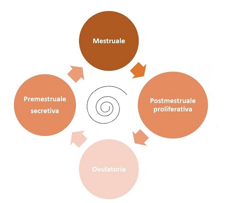 Ciclo Mestruale ciclo mestruale