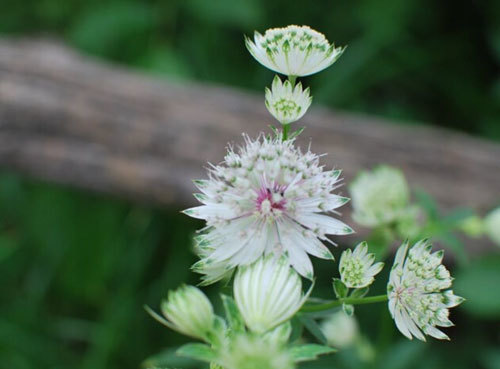 faccio del mio meglio